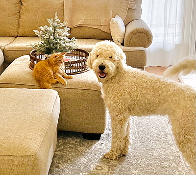 Morris and Rippy dog